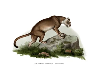 Puma, 1860